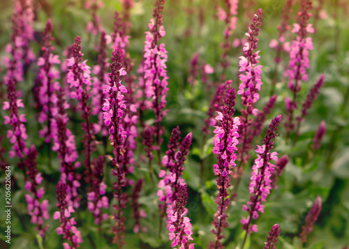 Beautiful pink Salvia nemorosa (Woodland Sage) flowers in the garden