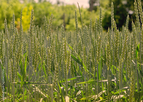 Green wheat field close up at summer day 5