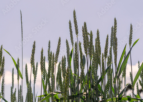 Green wheat field close up at summer day