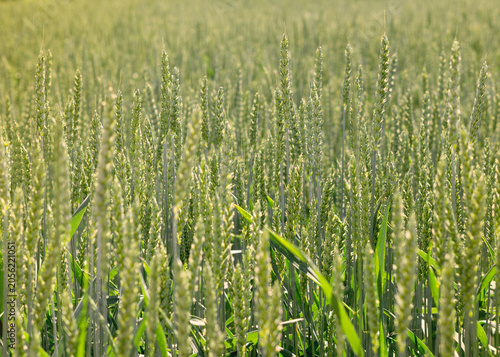 Green wheat field close up at summer day 6