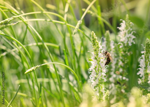 Honeybee Pollinating White Salvia Flowers in a Sunny Garden