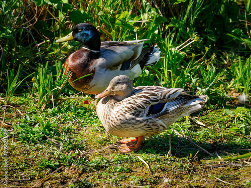Foto Mallard duck pair resting in green grass habitat