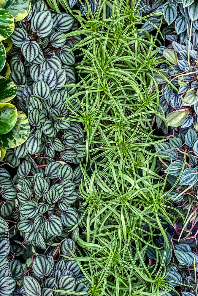Obraz premium Assortment of green plants growing together in a garden setting during daylight hours
