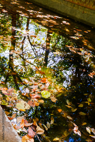 Autumn Reflections on Still Water
