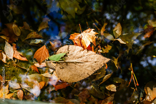 Detailed Close-Up of Floating Fall Leaves