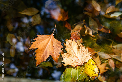 Colorful Autumn Foliage on the Water Surface