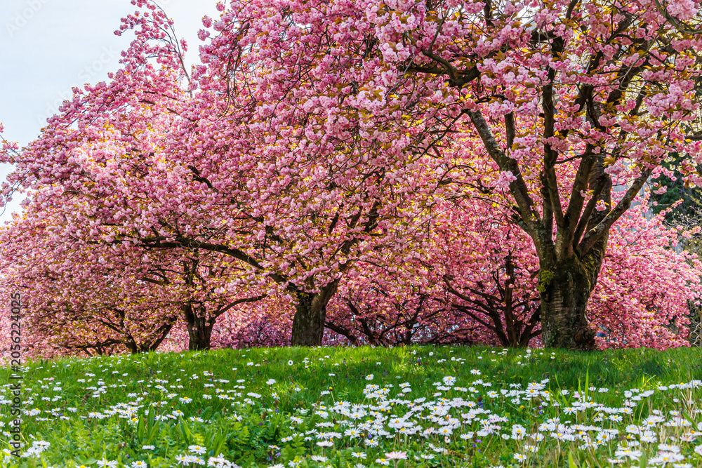 Fototapeta premium Cherry blossom trees bloom in a park during spring with green grass and white flowers below the trees