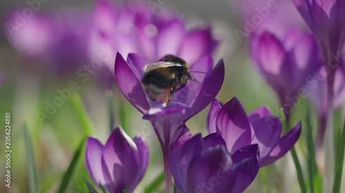Bumblebee collecting nectar and pollen from blooming crocus flowers in early spring