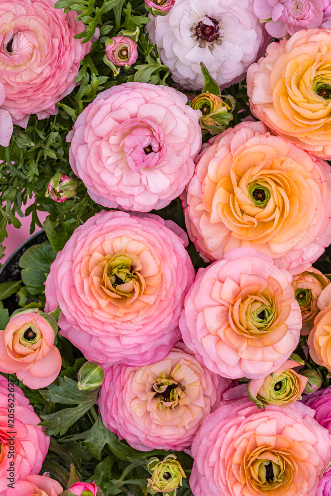 Obraz premium Colorful ranunculus flowers in various shades of pink and peach in a garden setting during springtime