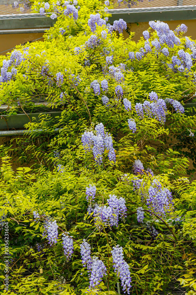 Obraz premium Wisteria flowers grow on vines near a house in spring in a sunny garden