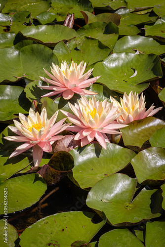 Konstfotografi Water lilies bloom on a pond with green lily pads during a sunny day in a natura