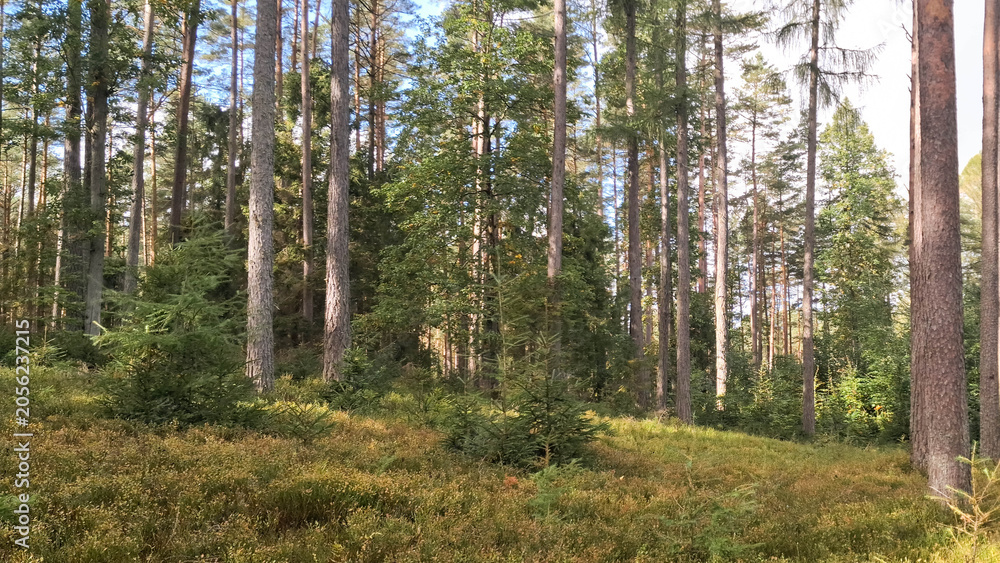 Fototapeta premium Sunny day in wild, deep forest in Bieszkowice, Kashubia, northern Poland.