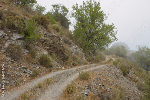 Foto mountain path with holm oaks, foggy sky background