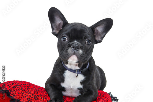 Portrait of a black and white dog against a dark background with a serious, focused expression.