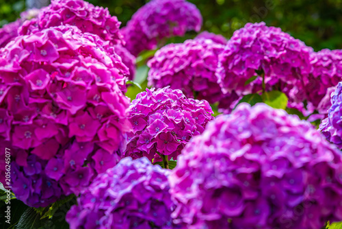 Photos Purple hydrangeas bloom in a garden during the spring season showcasing their fu