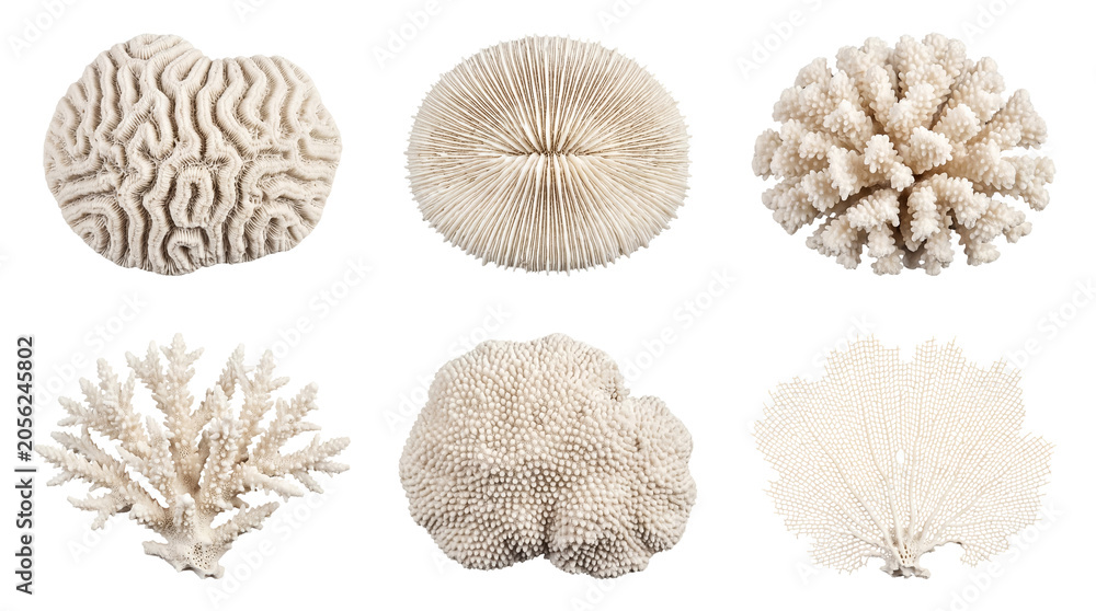 Obraz premium Collection of various dried white coral specimens on a transparent background, perfect for natural history studies.