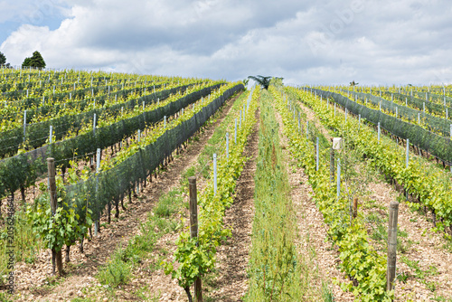 Schilderij op canvas vignoble des côteaux lyonnais France