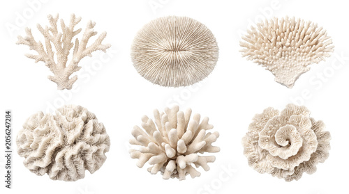 Diverse collection of dried white coral pieces with unique textures, photographed on a transparent background.