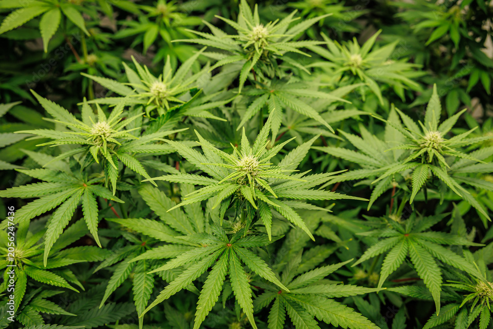 Fototapeta premium Cannabis plants grow under bright lights in a greenhouse setting during the day