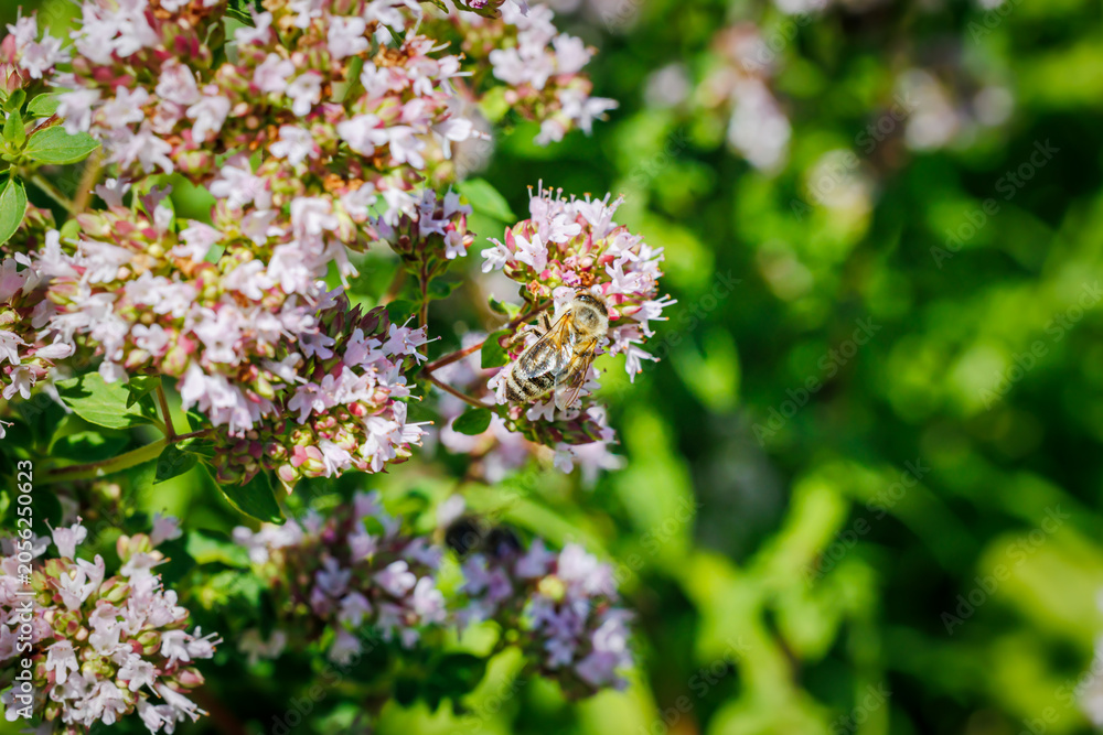 Obraz premium Bees gather nectar from pink flowers in a garden during a sunny afternoon
