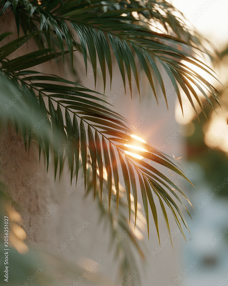 Fototapeta premium Golden sun peeks through palm fronds. Soft light filters through slender, green leaves. Faint bokeh highlights natural warmth. Peaceful, serene moment captured in quiet beauty
