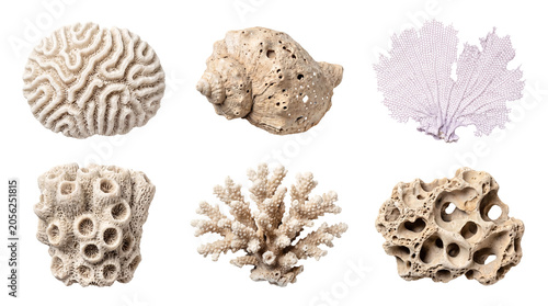 Beautiful array of natural dried white marine shells and various corals, showing unique forms on transparent.