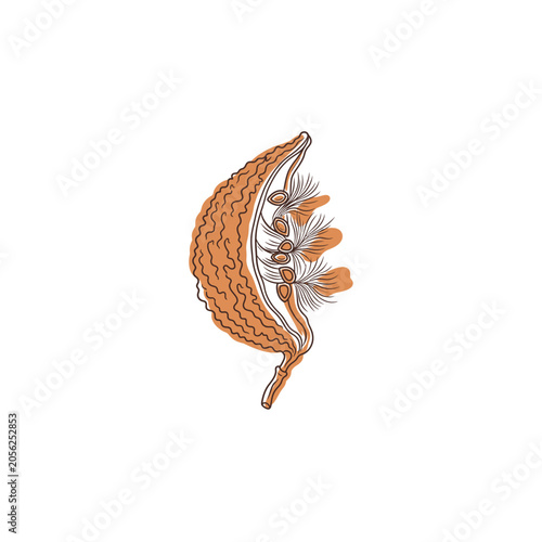 Milkweed Seed Pod Continuous Line Art