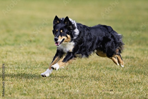 Mixed breed dog between Border Collie and Australian Shepherd jumps across meadow, Switzerland