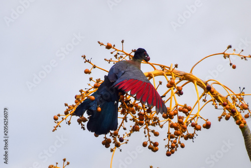 A purple-crested turaco, also known as a purple-crested loerie, eats palm tree berries in Africa