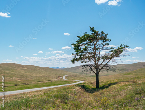 Tableau sur toile Scenic view of a lone tree beside a winding road in a grassy landscape under a b