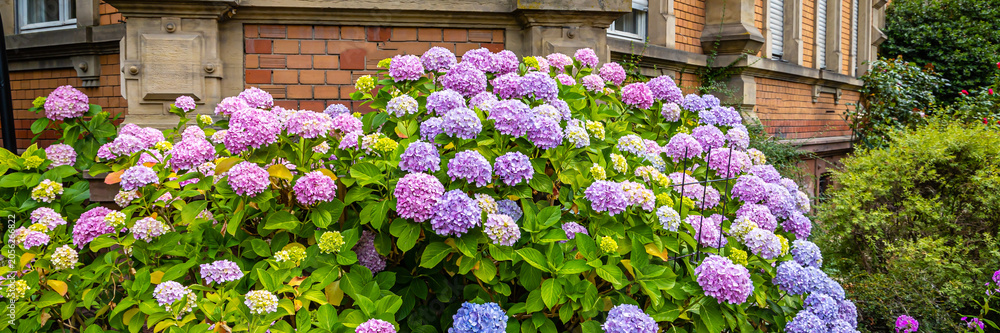 Obraz premium Flowers bloom outside a historic building during spring with various colors and a lush appearance