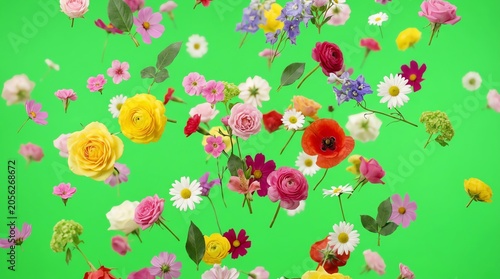 Colorful Flowers Blooming on Bright Green Background