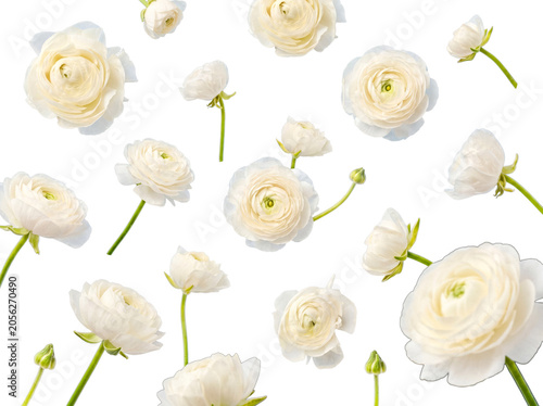 фотографія High-quality photograph of pristine white ranunculus flowers and buds, isolated on a transparent background