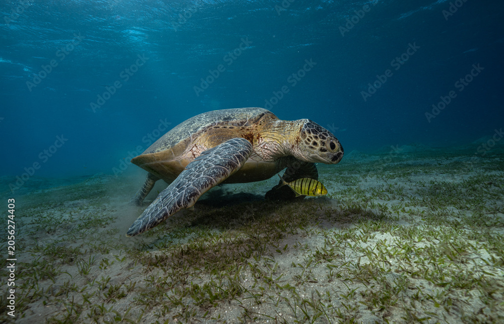 Fototapeta premium green seat turtle, green turtle, egypt
