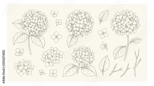 Elegant hand-drawn hydrangea flower vector set, botanical illustration elements, delicate floral design for wedding invitations and spring projects
