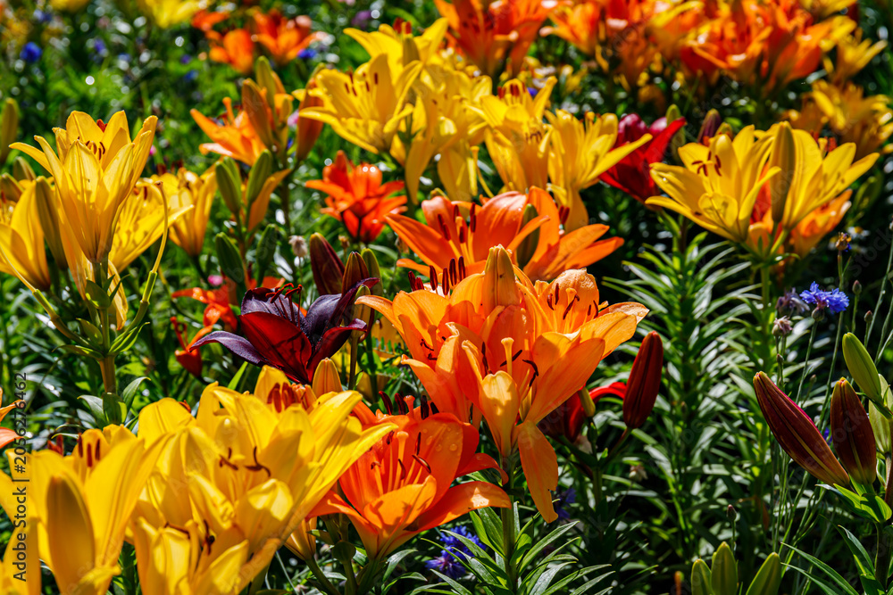Obraz premium Colorful flowers bloom in a garden during the day in spring season with many bright yellow, orange, and red petals