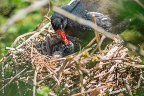 A moorhen feeding a baby chick in the nest on the Wendover Canal in Buckinghamshire, England