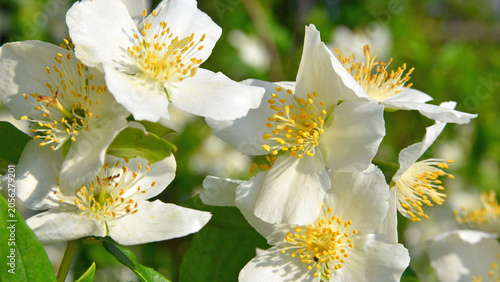 Foto White petals, pistils and stamens with pollen-filled anthers on the flower of Philadelphus lewisii