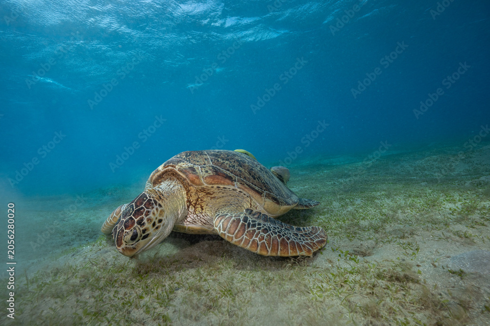 Obraz premium green sea turtle (Chelonia mydas), also known as the green turtle, black sea turtle, and Pacific green turtle