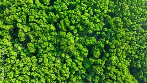 Foto Overhead drone shot of expansive mangrove forest, illustrating benefits such as carbon sequestration, shoreline protection, flood control, and global warming reduction