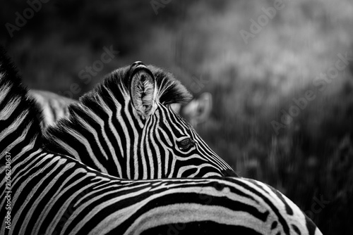 Fotografía Black and White Zebra Portrait in Dramatic Wildlife Scene
