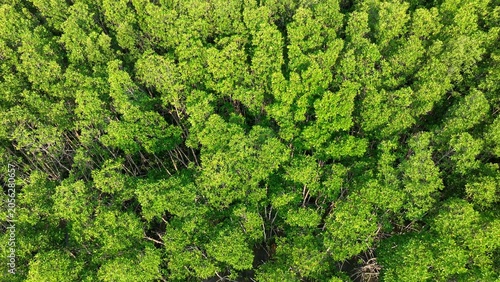 Schilderij op canvas Aerial drone view of mangrove forest canopy highlighting biodiversity, ecological balance, coastal protection, climate resilience, carbon sequestration, and sustainable natural resource conservation