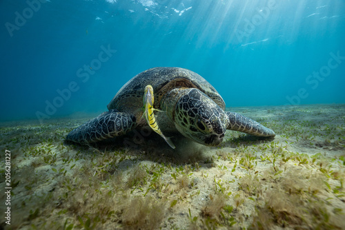Canvas Print green sea turtle (Chelonia mydas), also known as the green turtle, black sea tur