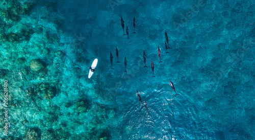 Aerial view of man on surfboard near pod of dolphins in blue sea
