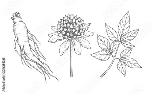 Hand drawn ginseng root flower and leaves white plant