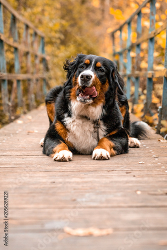 Cuadro en lienzo Relaxed Bernese Mountain Dog lying on a wooden surface outdoors with a happy expression and tongue out