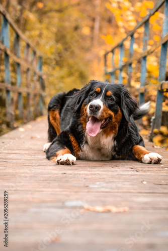 Cuadro en lienzo Relaxed Bernese Mountain Dog lying on a wooden surface outdoors with a happy expression and tongue out