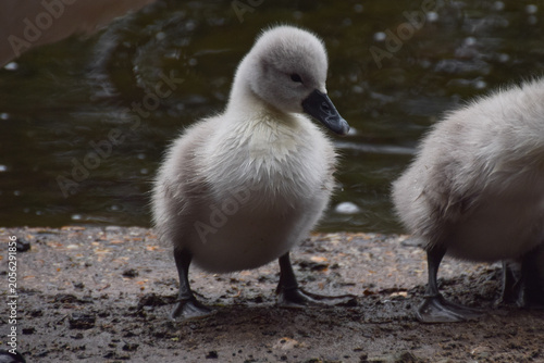Fotografija A mute swan cygnet stands next to a pond