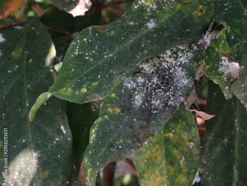 Foto close-up shot of green plant leaves severely damaged and covered by white powder