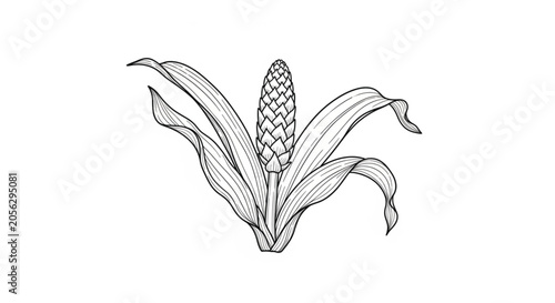 Detailed illustration of corn plant.